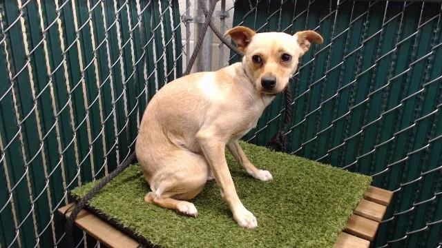 A young medium-sized female Terrier dog named Nikki for adoption in Downey, CA