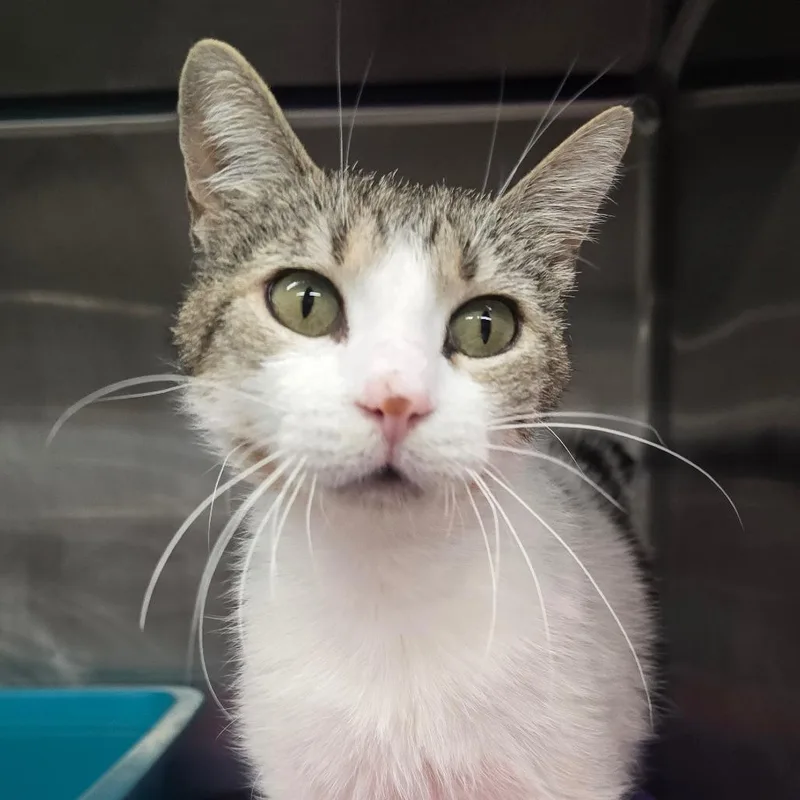 An adult medium-sized female White Domestic Short Hair cat named Mia for adoption in Spokane, WA