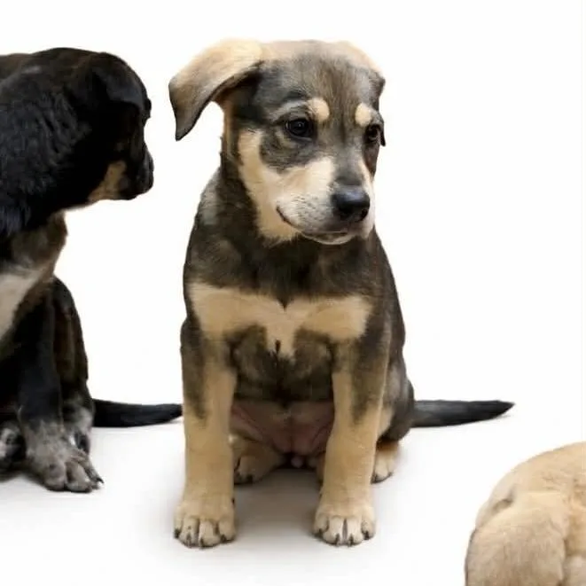 A baby medium-sized female Mixed Breed dog named Avery for adoption in Cumming, GA