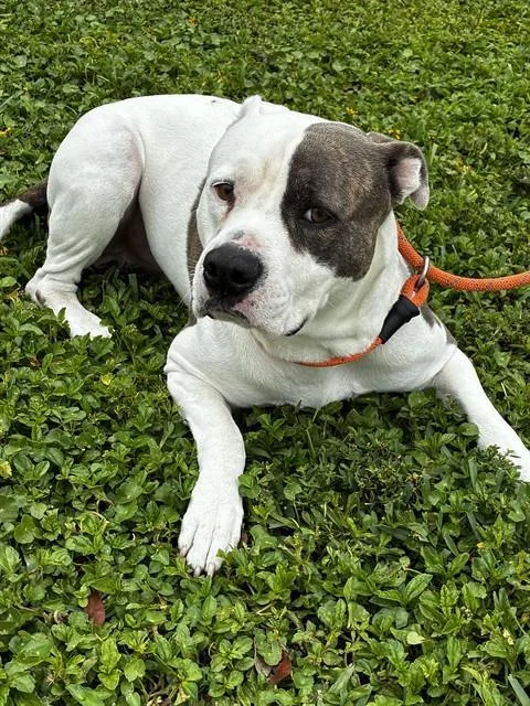 A young large-sized male American Staffordshire Terrier dog named Echo for adoption in Fort Lauderdale, FL