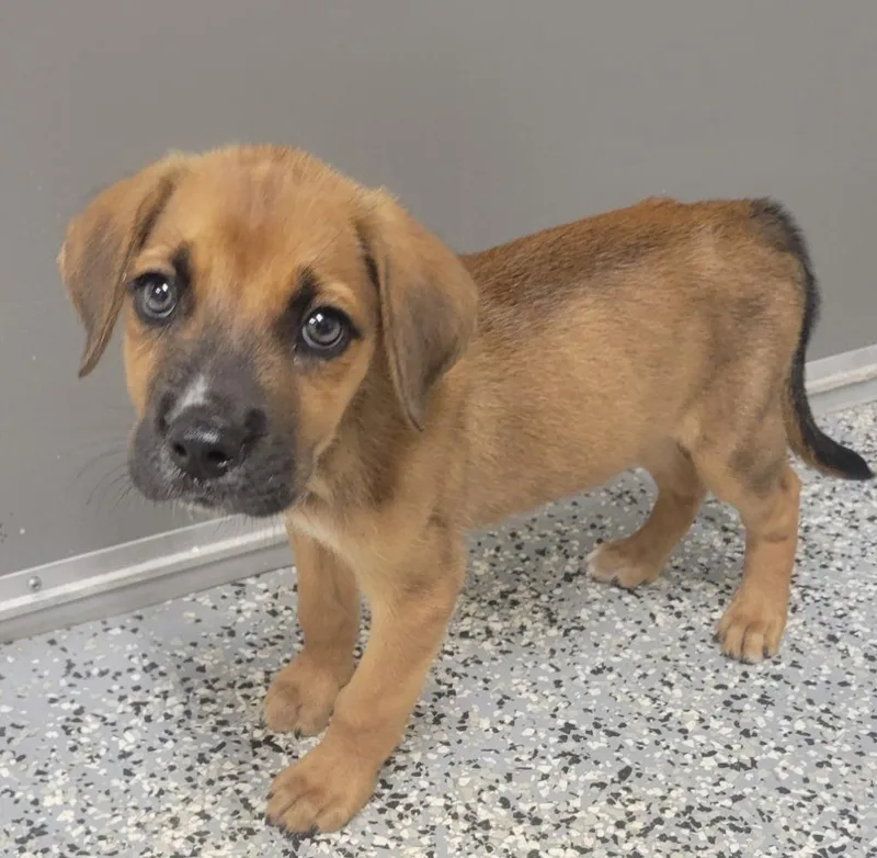 A baby medium-sized male Labrador Retriever dog named Vence for adoption in Seven Points, TX