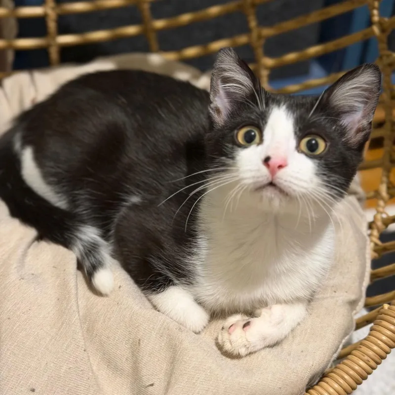 A young small-sized male Black Domestic Short Hair cat named Dakota for adoption in Middle Village, NY