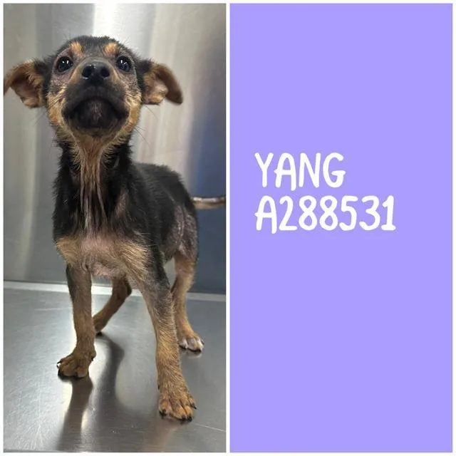 A baby small-sized female Mixed Breed dog named Yang for adoption in Macon, GA