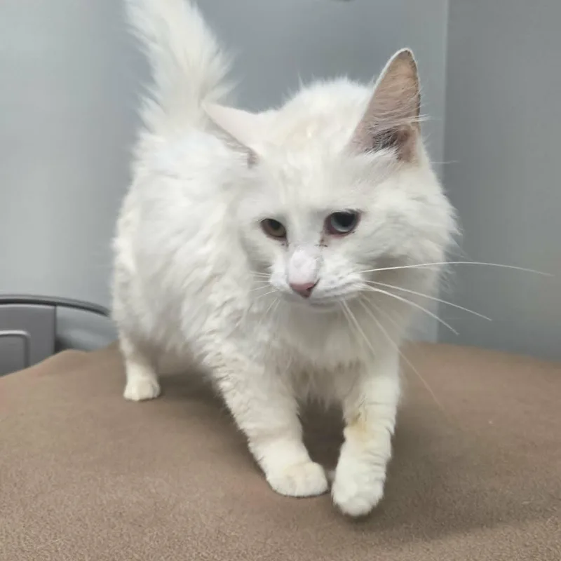 An adult medium-sized female White Domestic Medium Hair cat named Coconut for adoption in Watertown, WI