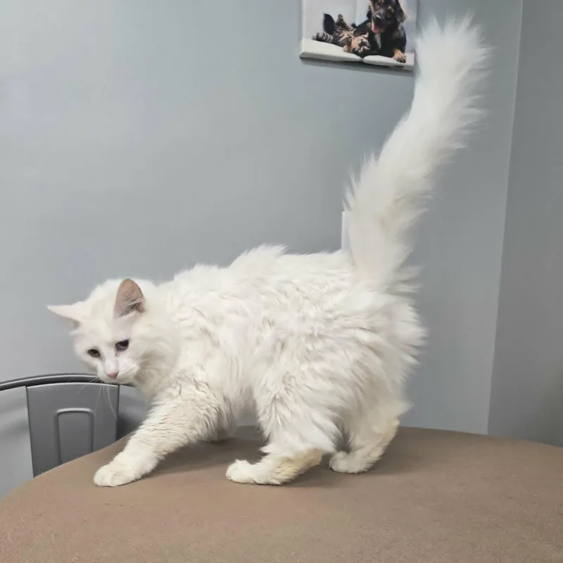 Coconut thumbnail 3
