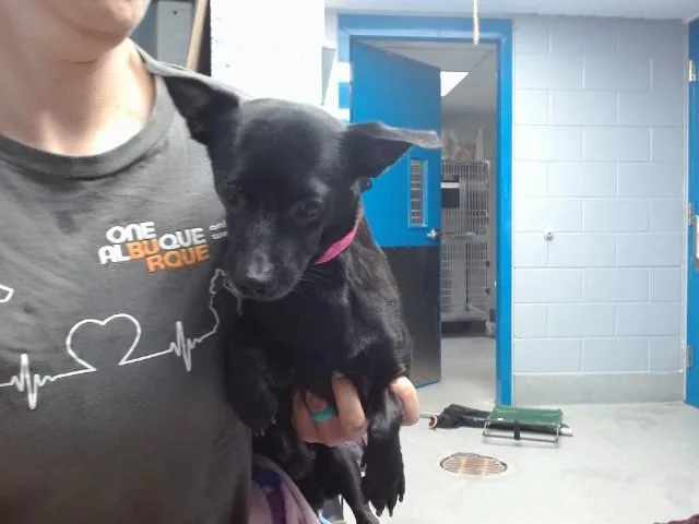 An adult small-sized male Chihuahua dog named Toast for adoption in Albuquerque, NM