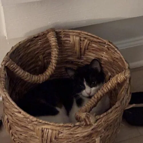 A baby small-sized female Domestic Short Hair cat named Spike for adoption in Tampa, FL