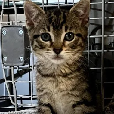 A baby small-sized male Brown / Chocolate Domestic Short Hair cat named Kiddy Pool for adoption in Chicago, IL