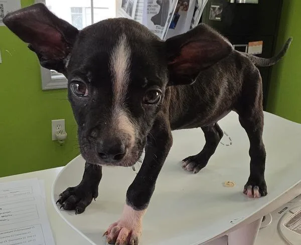 A baby large-sized male Hound dog named Jagger for adoption in Cleveland, TN