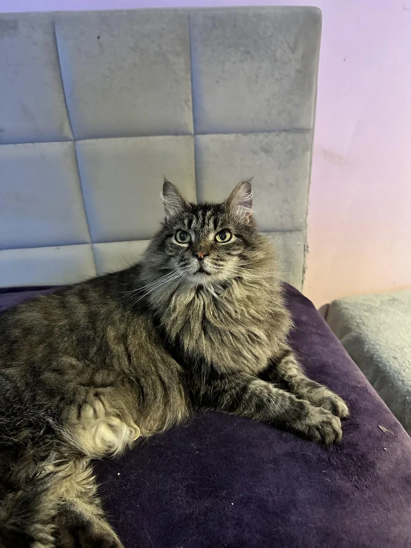 A senior large-sized female Domestic Medium Hair cat named Michonne for adoption in Absecon, NJ