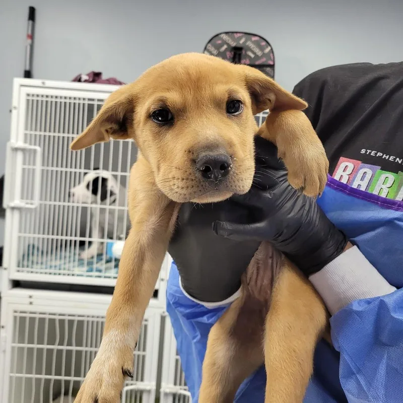 A baby small-sized female Brown / Chocolate Mixed Breed dog named Potato for adoption in Duncan, OK