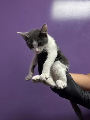 A baby small-sized female White Domestic Short Hair cat named 61437108 for adoption in El Paso, TX