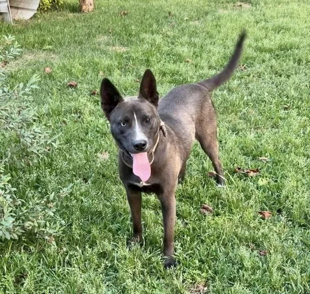 An adult medium-sized female Husky dog named Sable for adoption in Manchester, CT