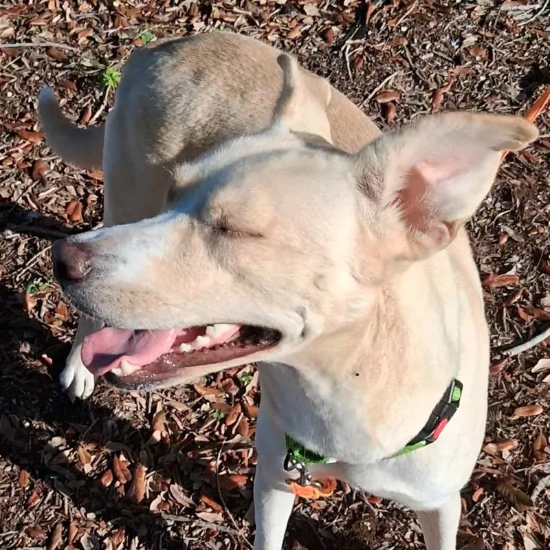A young medium-sized female Labrador Retriever dog named Rogue for adoption in West Palm Beach, FL