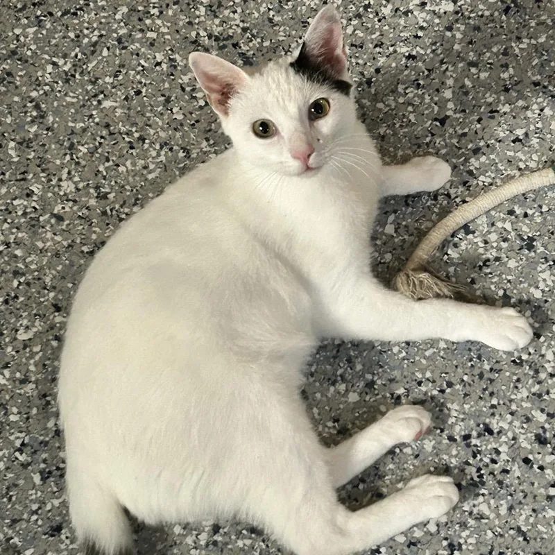 A young medium-sized male White Domestic Short Hair cat named Jangles for adoption in Nashville, TN
