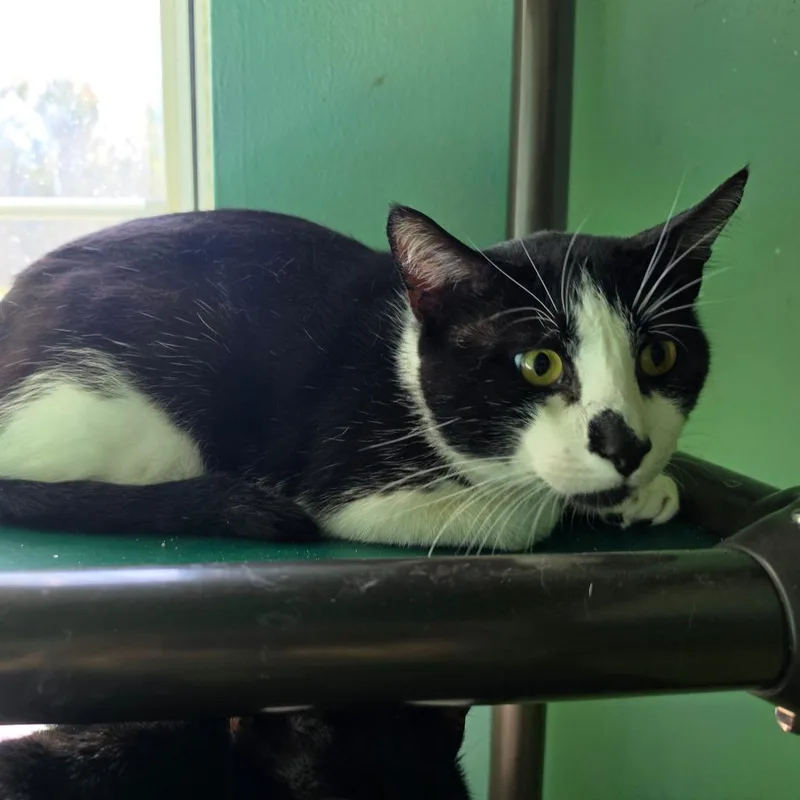 An adult medium-sized male Black Domestic Short Hair cat named Midnight for adoption in Melrose, FL