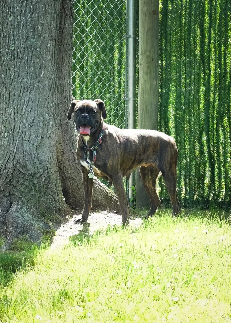 An adult medium-sized female Brindle Boxer dog named Midnight for adoption in Middlesex, NJ
