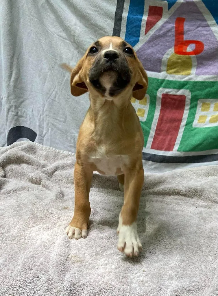A baby large-sized female Mixed Breed dog named Hwei for adoption in Fond Du Lac, WI