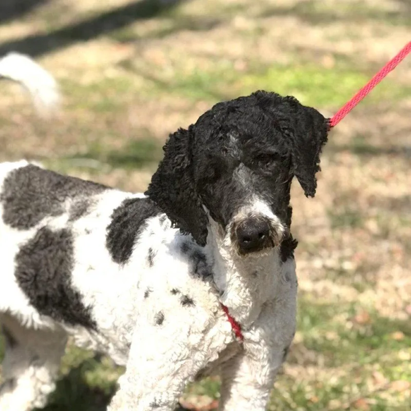 An adult medium-sized female Standard Poodle dog named Curly for adoption in Locust Fork, AL