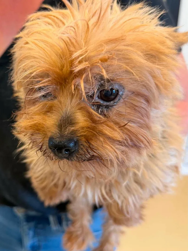 An adult small-sized female Yorkshire Terrier dog named Peppa for adoption in Havertown, PA