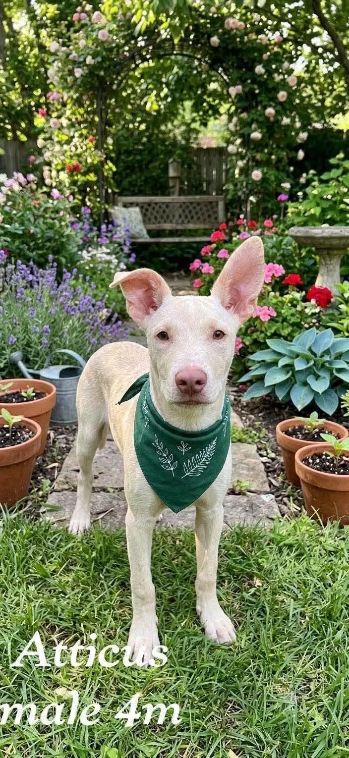 A baby medium-sized male Ibizan Hound dog named Atticus for adoption in Fort Worth, TX
