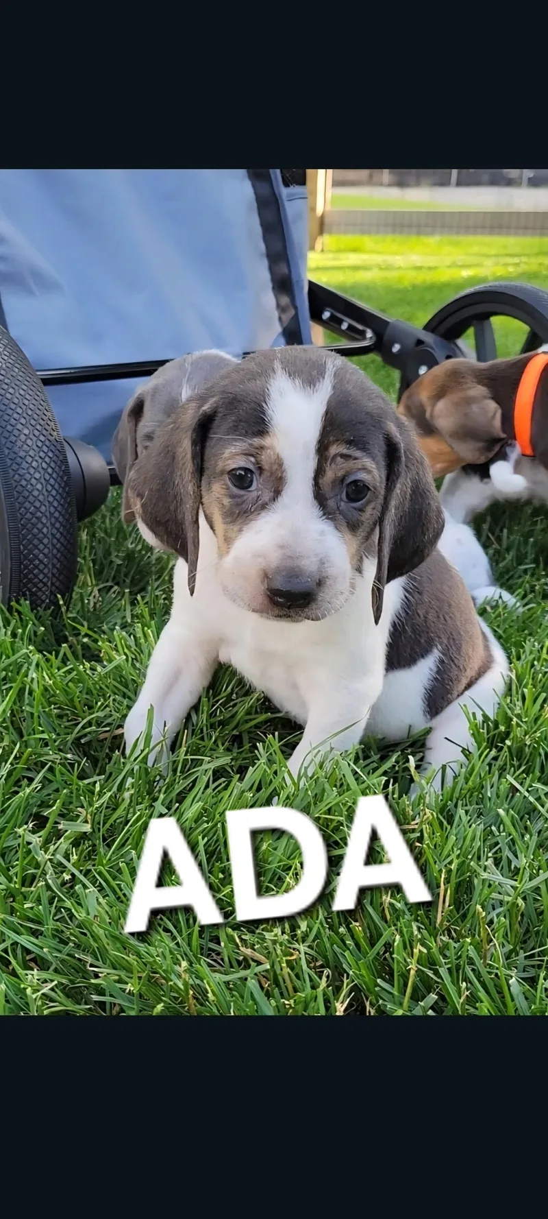 Ada thumbnail 3