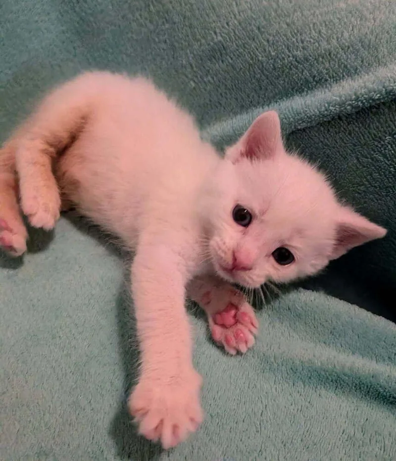 A baby small-sized male White Domestic Short Hair cat named Salt for adoption in Chalfont, PA