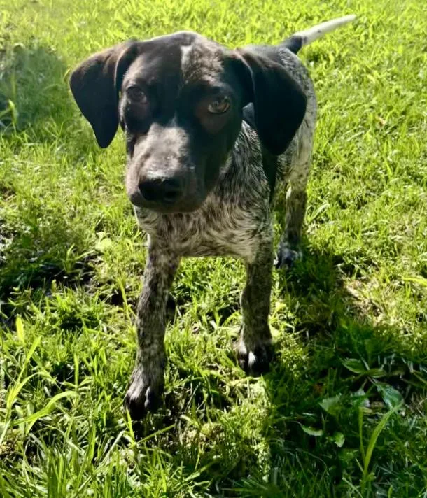A baby large-sized male Labrador Retriever dog named Roy for adoption in Mankato, MN