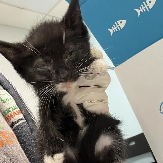 A baby small-sized male Gray / Blue / Silver Domestic Short Hair cat named Mouse for adoption in Jacksonville, FL
