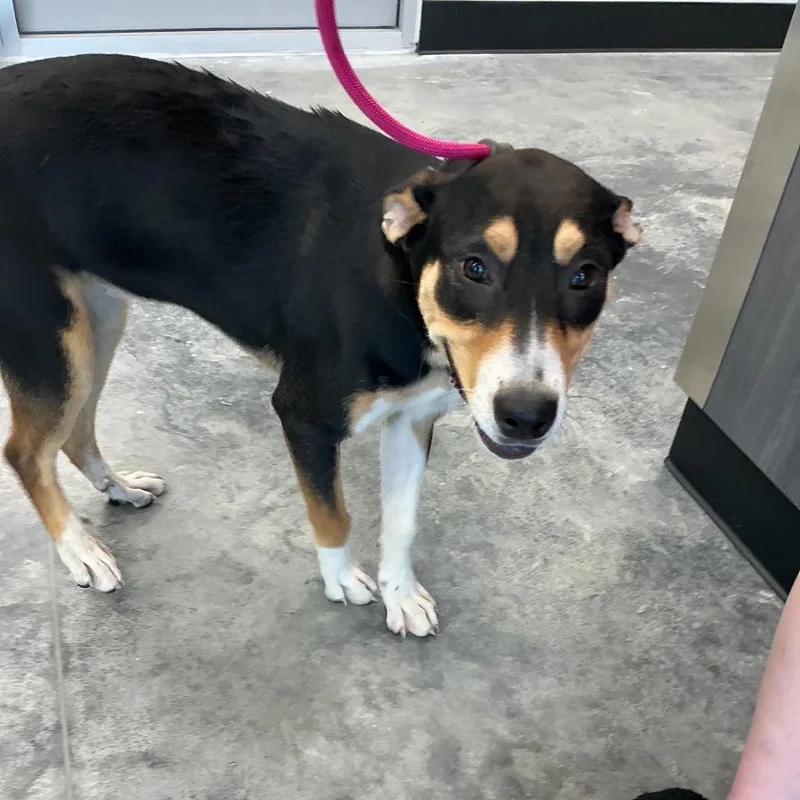A young medium-sized female Black Mixed Breed dog named Penne for adoption in St Joseph, MO