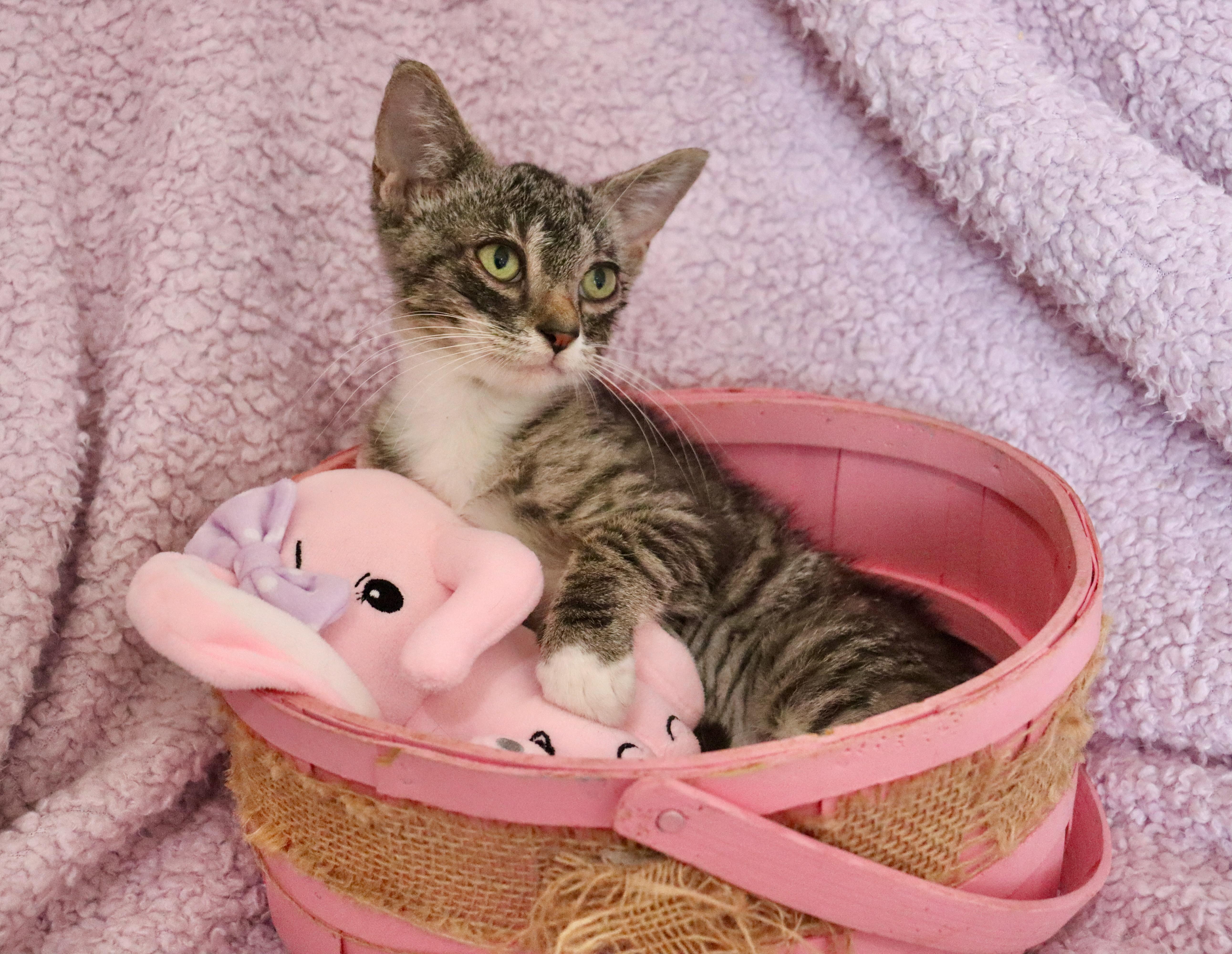 A baby medium-sized female Tabby (Buff / Tan / Fawn) Exotic Shorthair cat named Annabelle for adoption in Saint Augustine, FL