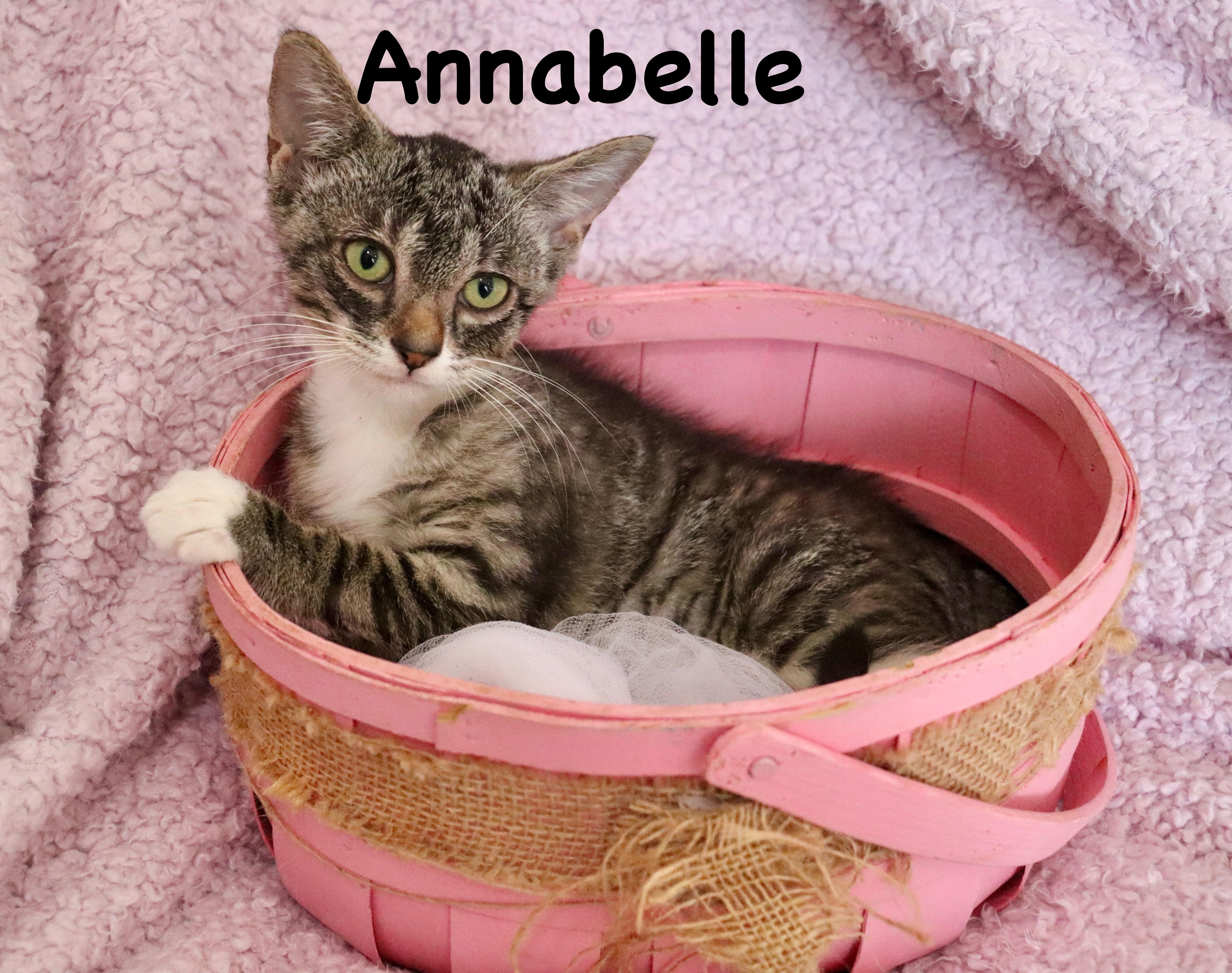 Annabelle thumbnail 5