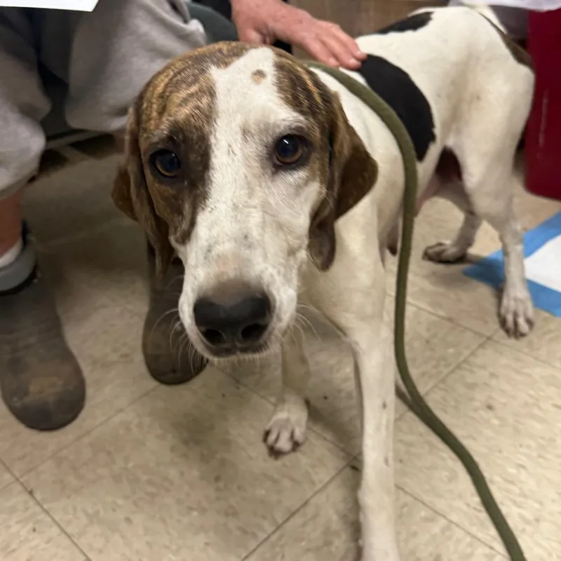 An adult medium-sized female White / Cream Treeing Walker Coonhound dog named Homestead for adoption in Monroeville, AL