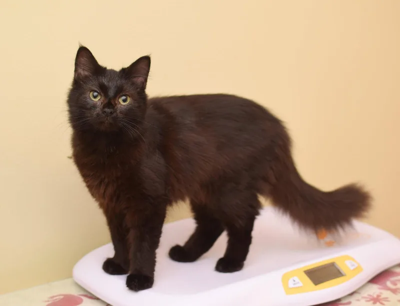 A baby medium-sized male Maine Coon cat named Joe for adoption in Hockessin, DE