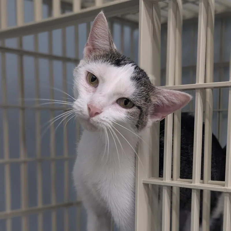 An adult medium-sized female Domestic Short Hair cat named Lana for adoption in Valdosta , GA