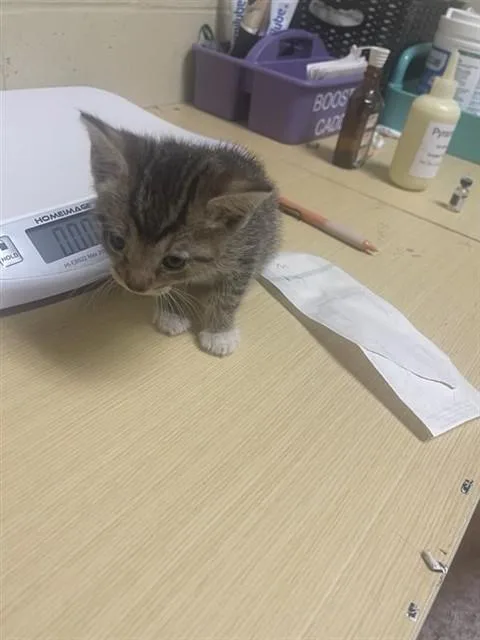 A baby small-sized male Domestic Short Hair cat named A for adoption in Sacramento, CA