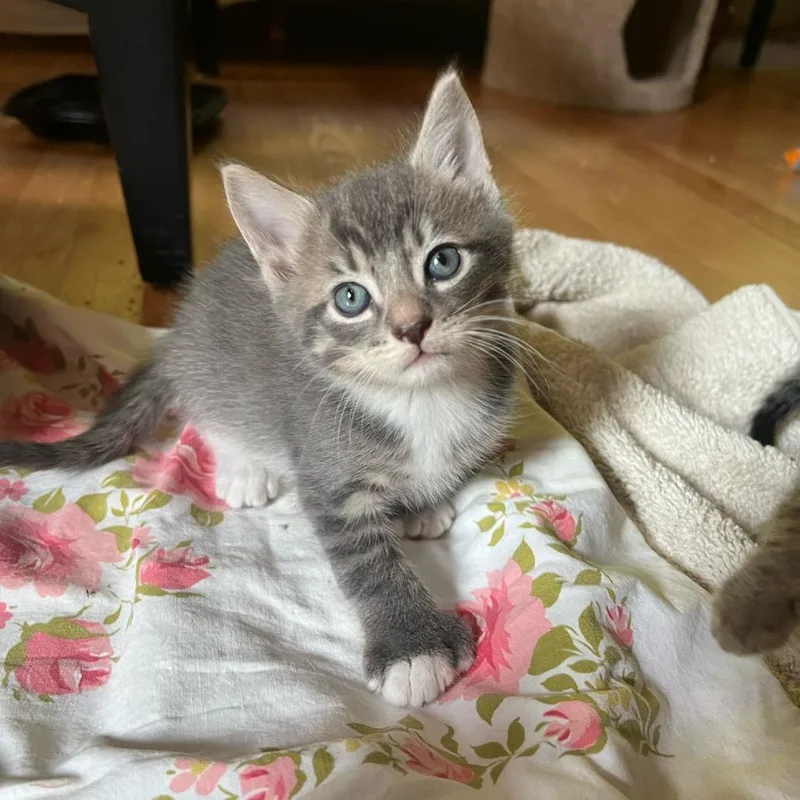 A baby small-sized male Gray / Blue / Silver Domestic Short Hair cat named Bubbles for adoption in Oakton, VA