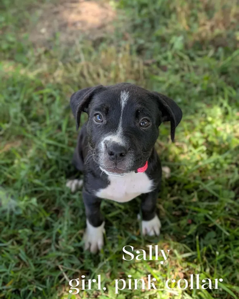 A baby medium-sized female Black Boxer dog named Sally for adoption in Spring hill, TN