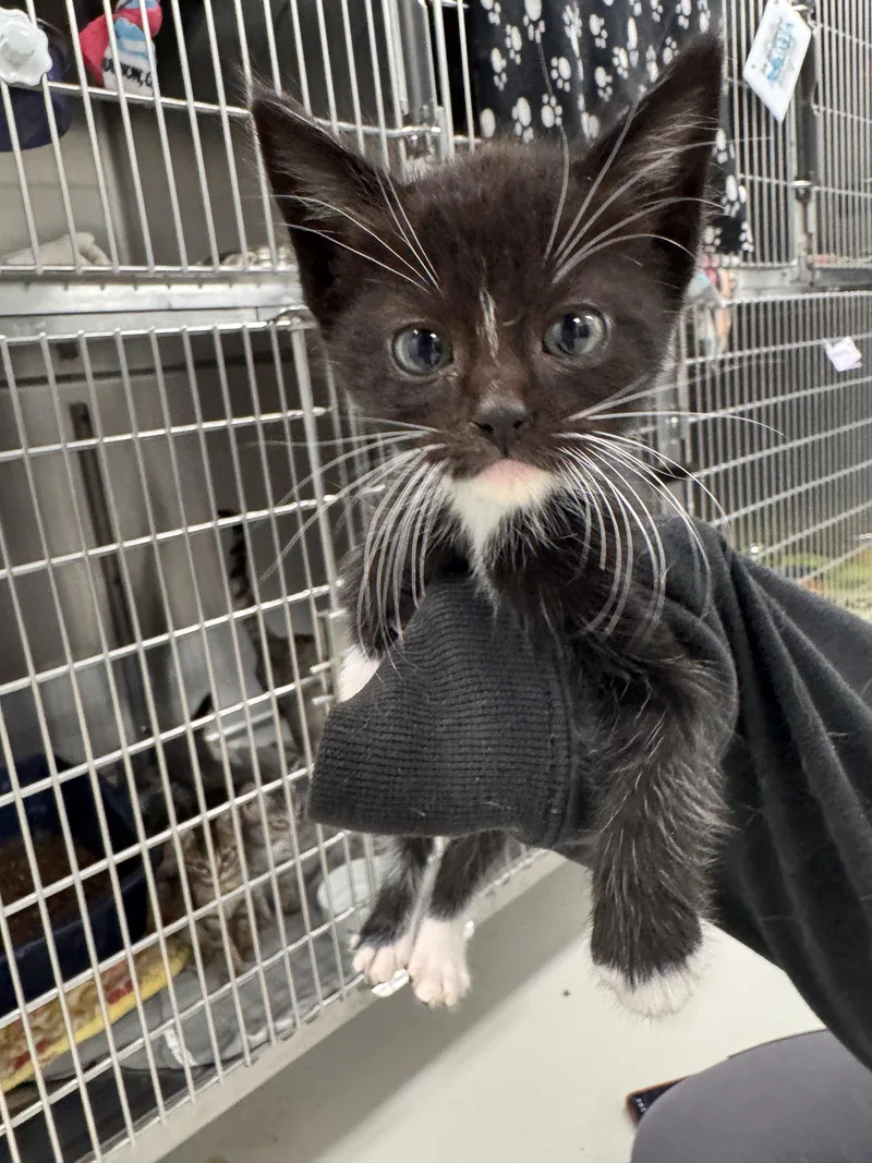 A baby small-sized male Domestic Short Hair cat named Tommy for adoption in Chico, CA