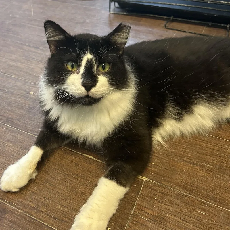 An adult large-sized male Black & White / Tuxedo Maine Coon cat named Hyland for adoption in Orange, CA