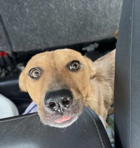 An adult large-sized female Shepherd dog named Ginger for adoption in Little Elm, TX