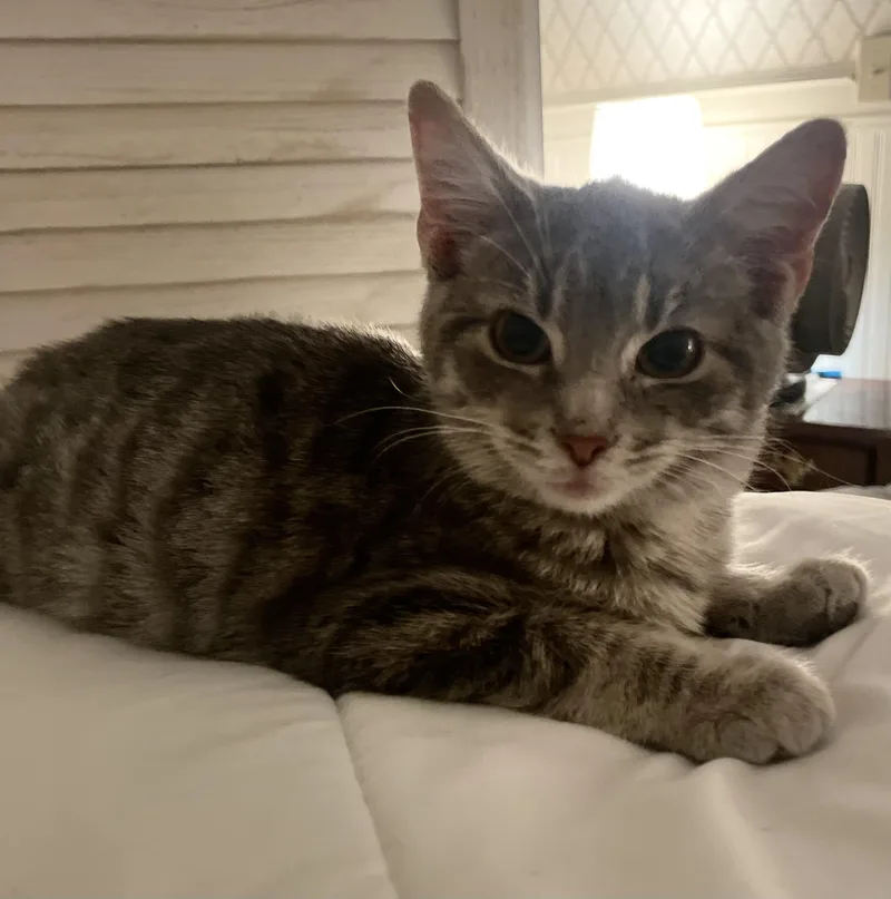 A young small-sized female Tabby (Gray / Blue / Silver) American Shorthair cat named Yolo for adoption in Waveland, IN