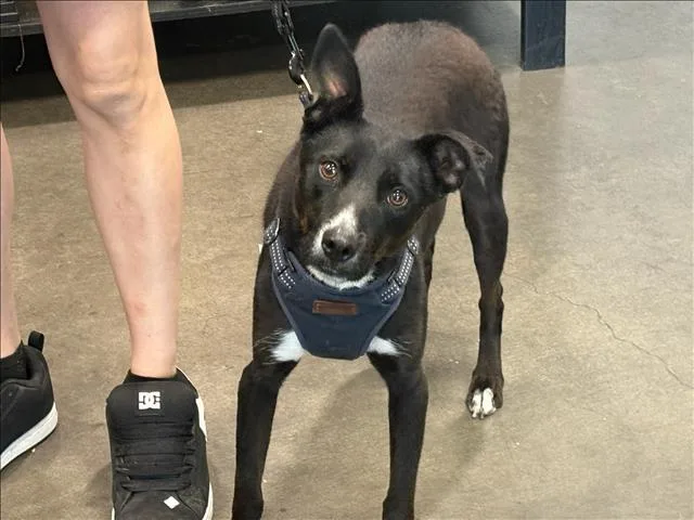 A young medium-sized female Labrador Retriever dog named Minnie for adoption in Chatsworth, CA