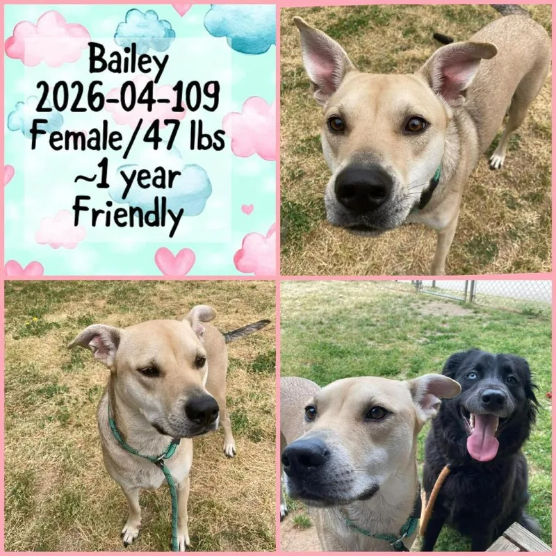 A young medium-sized female Labrador Retriever dog named Bailey for adoption in Winder, GA