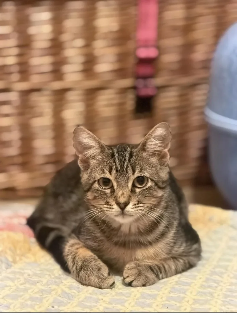 A young small-sized male Domestic Short Hair cat named Casper for adoption in Chickasaw, AL