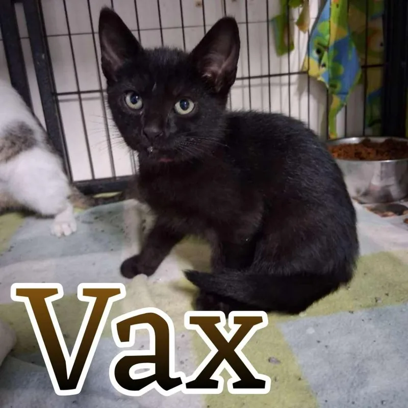 A baby small-sized female Domestic Short Hair cat named Vax for adoption in Hillsboro, OH
