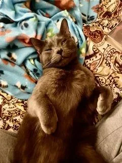 An adult medium-sized male Domestic Short Hair cat named REMI and SHELDON for adoption in Franklin, TN