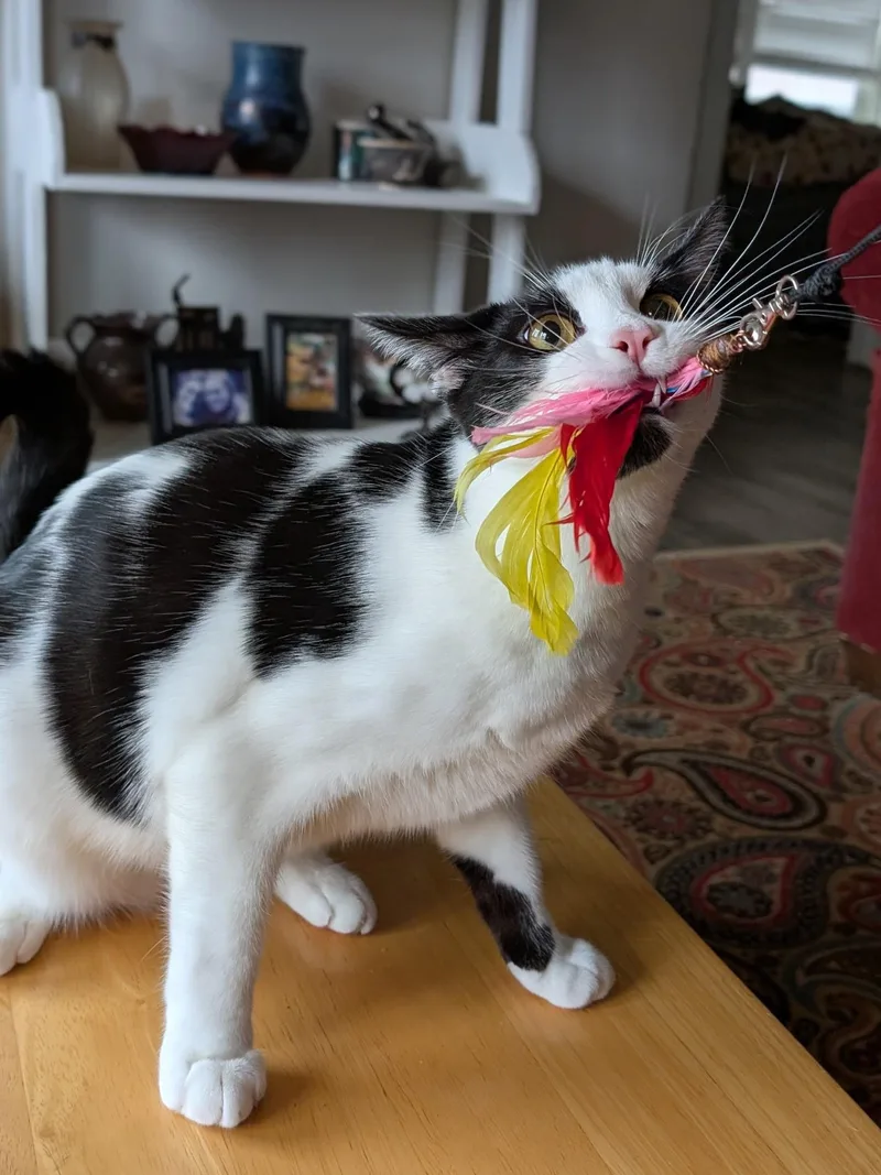 Tumbleweed thumbnail 2