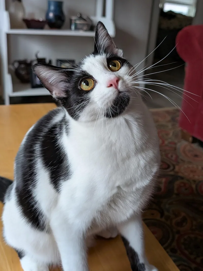 Tumbleweed thumbnail 3