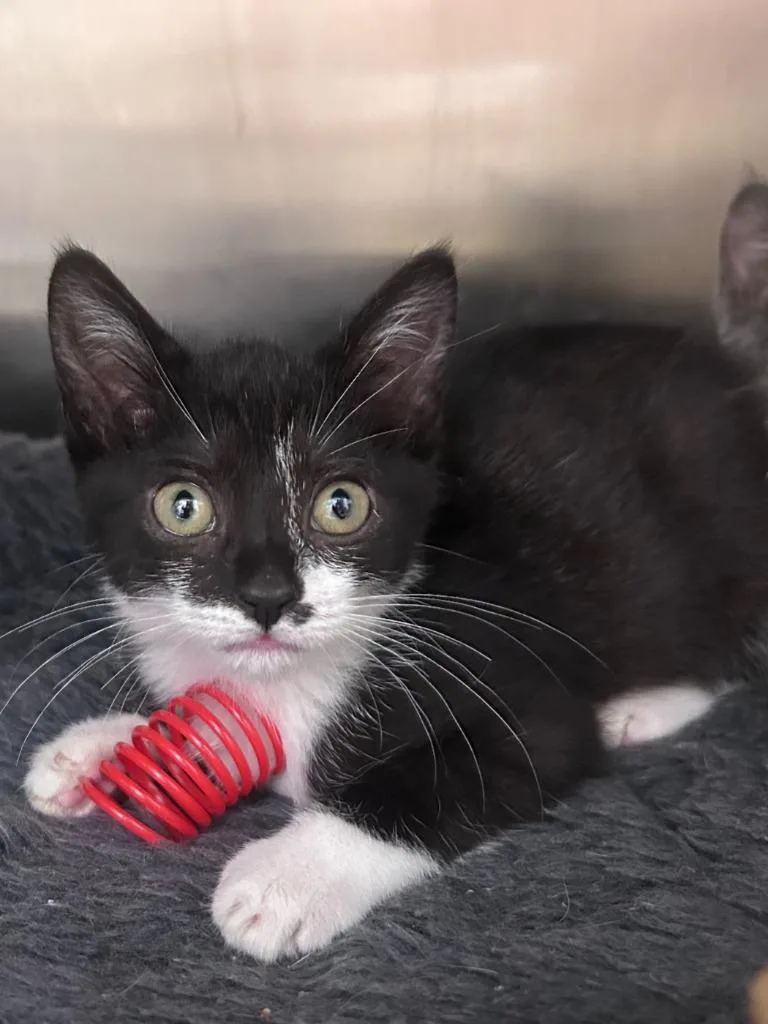A baby medium-sized female Domestic Short Hair cat named Periwinkle for adoption in Madison, GA